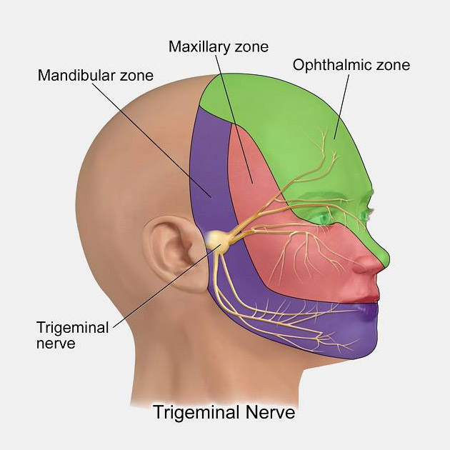 Where the trigeminal nerve is found