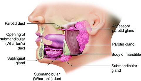 Salivary gland structure